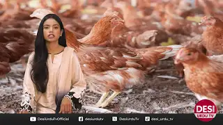 Eating Chicken Every Day? Think Again.is it ok?